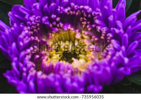 Similar – Foto Bild Nahaufnahme einer Blüte mit weißen und rosa Blütenblättern von Helipterum roseum