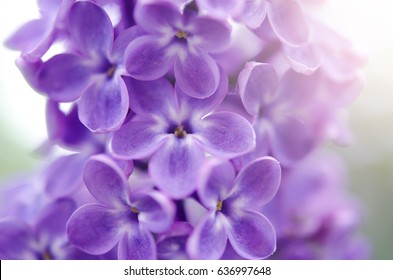 Lilac Background