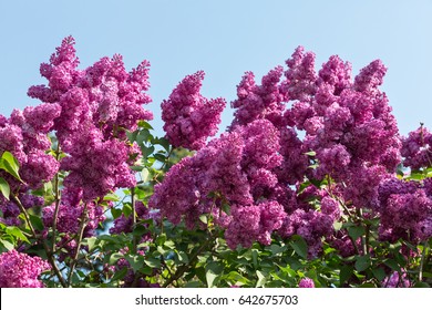 Lilac spring flowers on blue sky background. Spring nature. Lilac bunch