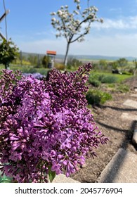 Lilac Bloomed In The Spring. Bourgas, Bulgaria