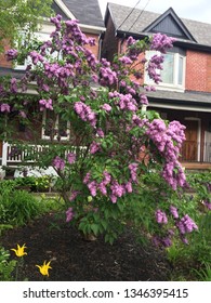 Lilac Is Blooming In The Bloor West Village Of Toronto, Ontario, Canada. Spring 2017