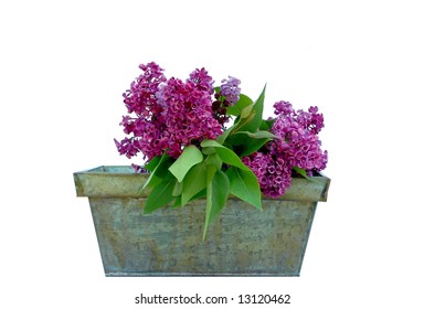 Lilac Blossoms In A Planter Isolated On White Background