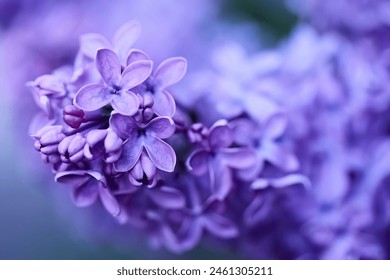 Lilac Blossoms in Soft Focus