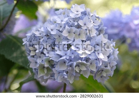 Lilac and blue mophead hydrangea macrophylla endless summer series, ‘Bailmer’ in flower...