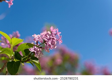 Lilac branch blue sky. Bright spring natural background. A branch of delicate lilac against a clear sky with space for text. Beautiful flowers bloomed in spring. The concept of romance, fragility - Powered by Shutterstock