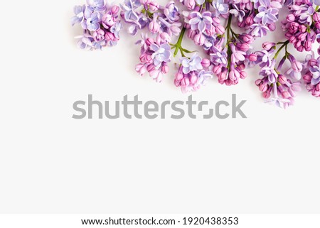 lilac branches on a white background, lilac flowers 