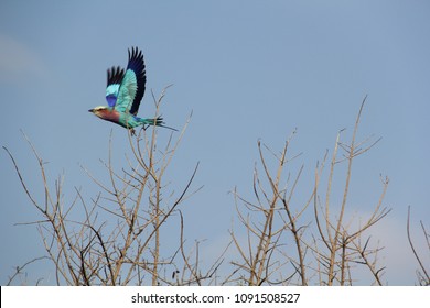 Lilac Breasted Roller