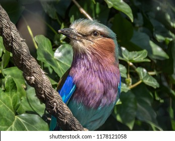 Lilac Breasted Roller