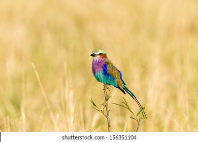 Lilac Breasted Roller