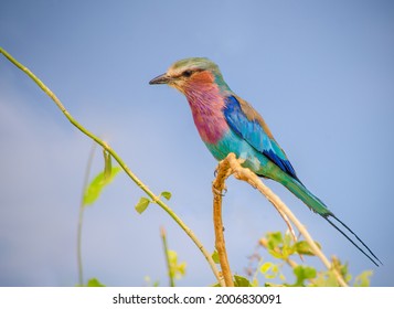 Lilac Breasted Roller Is An African Bird Of The Roller Family, Coraciidae