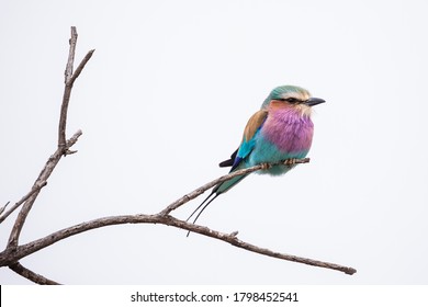 Lilac breasted Roller agains white sky