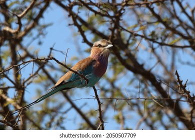 Lilac Breasted Roller, amazing african birdlife