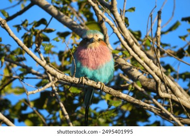 lilac breasted roller bird on a branch - Powered by Shutterstock