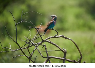 Lilac Breasted Roller Coracias Caudatus Africa Coraciidae Portrait On A Tree