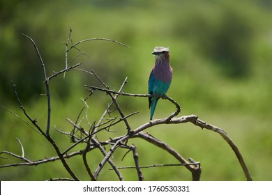 Lilac Breasted Roller Coracias Caudatus Africa Coraciidae Portrait On A Tree