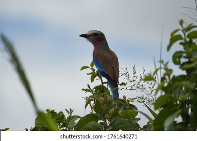 Lilac Breasted Roller Coracias Caudatus Africa Coraciidae Portrait On A Tree