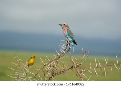 Lilac Breasted Roller Coracias Caudatus Africa Coraciidae Portrait On A Tree