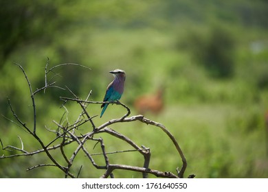 Lilac Breasted Roller Coracias Caudatus Africa Coraciidae Portrait On A Tree