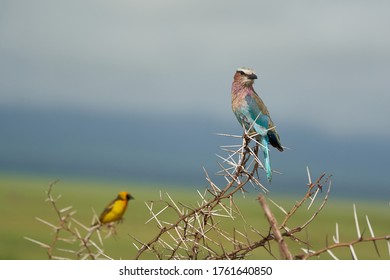 Lilac Breasted Roller Coracias Caudatus Africa Coraciidae Portrait On A Tree