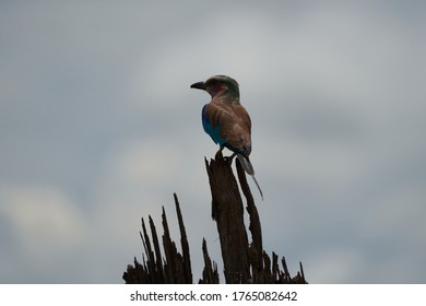 Lilac Breasted Roller Coracias Caudatus Africa Coraciidae Portrait On A Tree