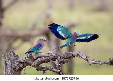 lilac breasted roller in flight