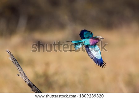 Lilac breasted roller in flight isolated in natural background in Kruger National park, South Africa ; Specie Coracias caudatus family of Coraciidae