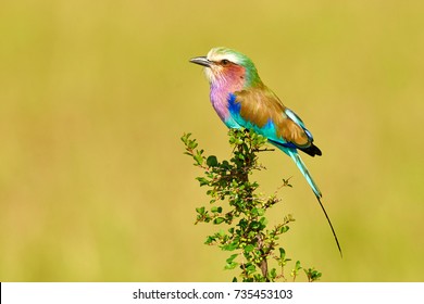 Lilac breasted roller perched on a green branch and with a yellow background