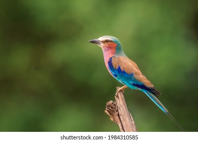 Lilac breasted roller sitting on a branch with green background