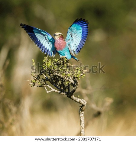 Lilac breasted roller spread wings front view in Kruger National park, South Africa ; Specie Coracias caudatus family of Coraciidae