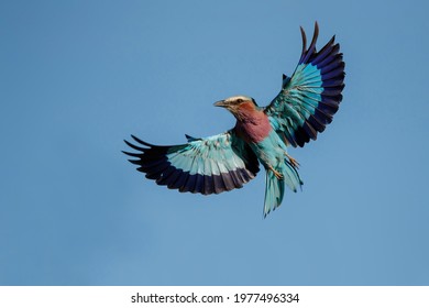Lilac Breasted Roller spreading his wings and flying away in Kruger National Park in South Africa