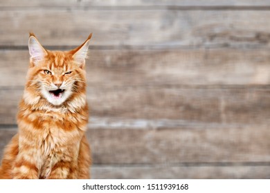 A lilac British cat with a blue coat looking up. The cat opened his mouth with a mad look. The concept of an animal that is surprised or amazed. The figure of a cat on an isolated background of white.