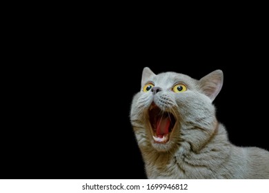 A lilac British cat with a blue coat looking up. The cat opened his mouth with a mad look. The concept of an animal that is amazed. The figure of a cat on an isolated background of black color.