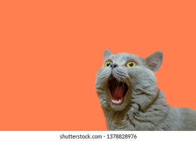 A Lilac British Cat Looking Up. The Cat Opened His Mouth With A Mad Look. The Concept Of An Animal That Is Surprised Or Amazed. The Figure Of A Cat On An Isolated Background Of Coral Color.