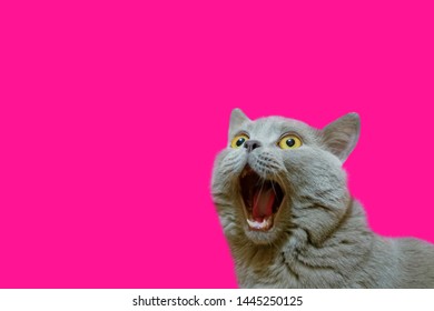 A lilac British cat looking up. The cat opened his mouth with a mad look. The concept of an animal that is surprised or amazed. The figure of a cat on an isolated background of Plastic Pink color. - Shutterstock ID 1445250125