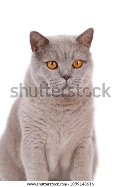 Lilac British Shorthair Cat On White Stock Image Download Now