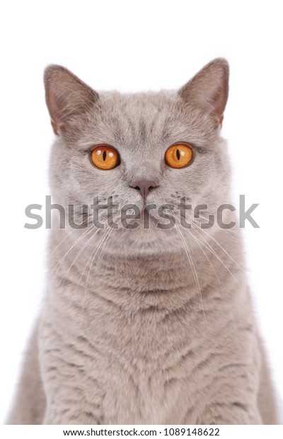 Lilac British Shorthair Cat On White Stock Image Download Now