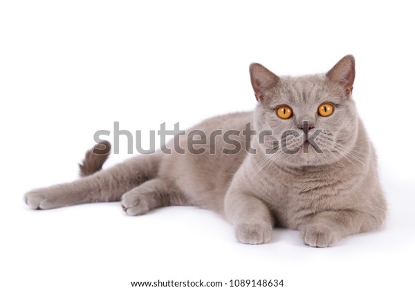 Lilac British Shorthair Cat On White Stock Image Download Now