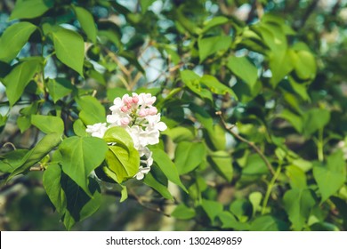 Lilac Brunches Blossoming In The Park. Spring, Fresh Start, New Beginning, Quiet Time Outdoors Concept. Horizontal