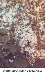 Lilac Brunches Blossoming In The Park. Spring, Fresh Start, New Beginning, Quiet Time Outdoors Concept. Vertical