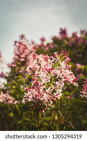 Lilac Brunches Blossoming In The Park. Spring, Fresh Start, New Beginning, Quiet Time Outdoors Concept. Vertical