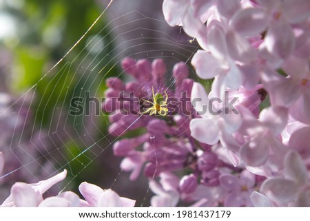 Similar – la plante blanche Flower