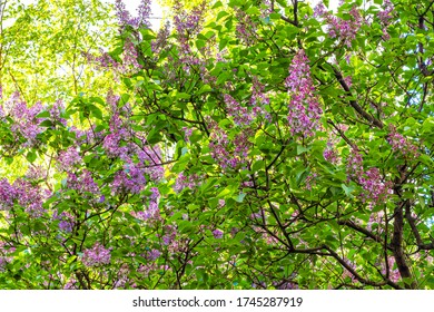 Lilacs Under Window House Hd Stock Images Shutterstock