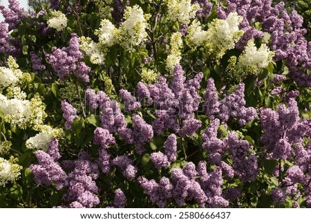 Similar – Image, Stock Photo Flowering lilac in double exposure