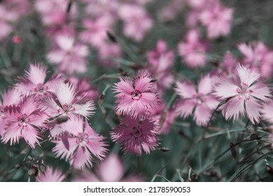 Lilac Carnation. Carnation Herb. Beautiful Lilac Flowers. Beautiful Floral Background. Wallpaper With Carnations. Close-up