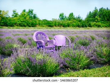 Lilac Chairs In Lavender Fields, Ontario, Canada