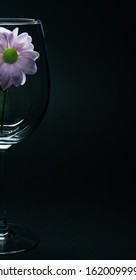 Lilac Chrysanthemum Flower In Clear Wine Glass Isolated On Black, Healthy Lifestyle Concept