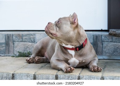 lilac pitbull