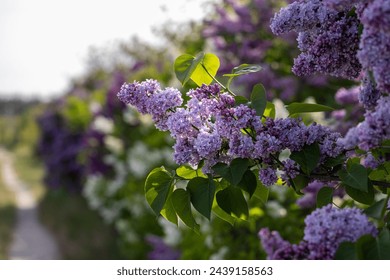 Lilac or common lilac, Syringa vulgaris in blossom. Purple flowers growing on lilac blooming shrub in park. Springtime in the garden - Powered by Shutterstock