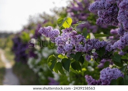 Lilac or common lilac, Syringa vulgaris in blossom. Purple flowers growing on lilac blooming shrub in park. Springtime in the garden