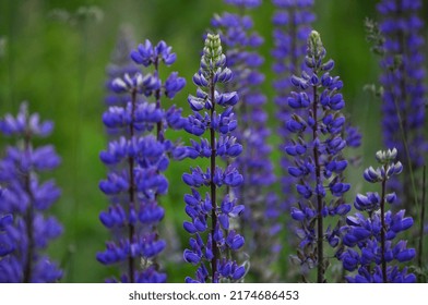 Lilac Field Flower From The Legume Family - Lupine